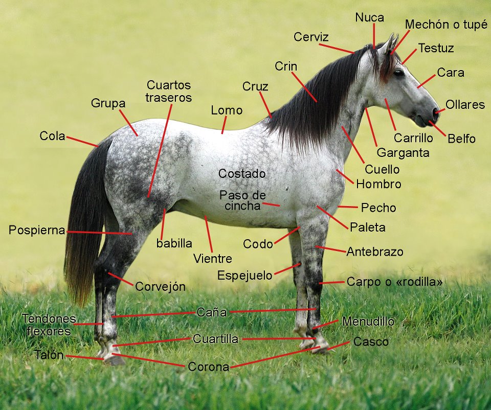The Pure Spanish Horse